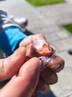Hallan salchichas con agujas en un terreno detrás del Servibar