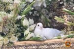 PACMA denunciará el uso de palomas en la procesión de la Patrona