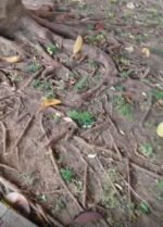 Vecinos de la Plaza de la Paniza alertan de peligro por las raíces de un ficus