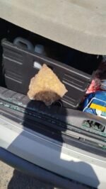 De una pedrada revientan la luna de un coche para robar