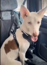 Desaparece Mozart un podenco muy especial robado del refugio Rociana Acoge