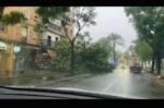 El viento provoca la caída de un árbol en la Avda. de la Constitución