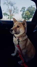 Una familia de Alcalá busca a su perrita Frozen