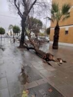 AEMET confirma que Alcalá sufrió una tempestad ciclónica el 2 de febrero