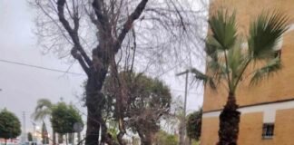 AEMET confirma que Alcalá sufrió una tempestad ciclónica el 2 de febrero