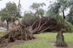 AEMET confirma que Alcalá sufrió una tempestad ciclónica el 2 de febrero