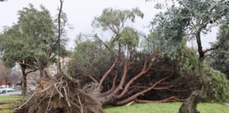 AEMET confirma que Alcalá sufrió una tempestad ciclónica el 2 de febrero