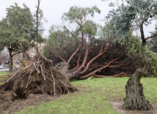 AEMET confirma que Alcalá sufrió una tempestad ciclónica el 2 de febrero