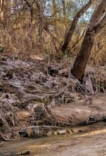 Las márgenes del Guadaíra, cubiertas de toallitas tras la bajada del caudal