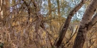 Las márgenes del Guadaíra, cubiertas de toallitas tras la bajada del caudal