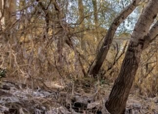 Las márgenes del Guadaíra, cubiertas de toallitas tras la bajada del caudal