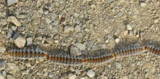 Alerta vecinal por procesionaria en Oromana: el Ayuntamiento confirma que el tratamiento ya está en marcha