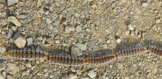 Alerta vecinal por procesionaria en Oromana: el Ayuntamiento confirma que el tratamiento ya está en marcha