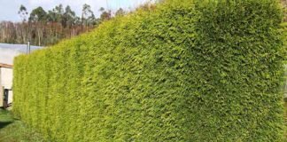 Batalla judicial en Alcala por unos árboles que causaban daños en la parcela vecina