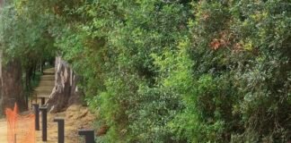 La iluminación de Oromana enfrenta a vecinos y detractores