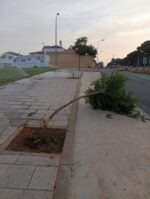 Destrozan árboles recién plantados frente al Mercadona en Campoalegre