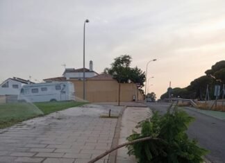 Destrozan árboles recién plantados frente al Mercadona en Campoalegre