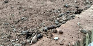 La calle Salesiano Eduardo Benot convertida en un ‘cagadero de perros’