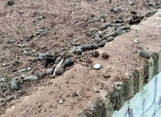 La calle Salesiano Eduardo Benot convertida en un ‘cagadero de perros’