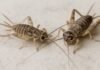 Los grillos invaden las calles de Alcalá: son molestos pero sin riesgo para la salud