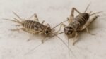 Los grillos invaden las calles de Alcalá: son molestos pero sin riesgo para la salud