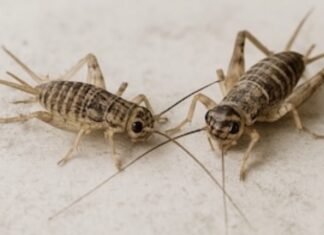 Los grillos invaden las calles de Alcalá: son molestos pero sin riesgo para la salud
