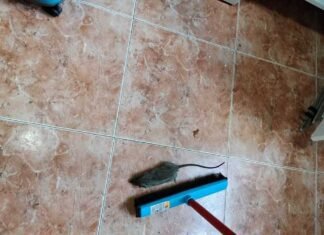 Los vecinos de San Agustín alertan de una plaga de ratas y cucarachas que invade calles y casas