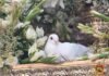 La Virgen del Águila ya no podrá procesionar con palomas vivas
