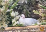 La Virgen del Águila ya no podrá procesionar con palomas vivas La Virgen del Águila ya no podrá procesionar con palomas vivas