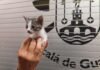 Los bomberos de Alcalá buscan un hogar para esta pequeña superviviente