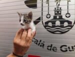 Los bomberos de Alcalá buscan un hogar para esta pequeña superviviente Los bomberos de Alcalá buscan un hogar para esta pequeña superviviente