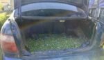 La Policía Local recupera 700 kilos de aceitunas robadas La Policía Local recupera 700 kilos de aceitunas robadas