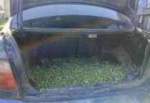La Policía Local recupera 700 kilos de aceitunas robadas