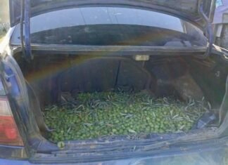 La Policía Local recupera 700 kilos de aceitunas robadas