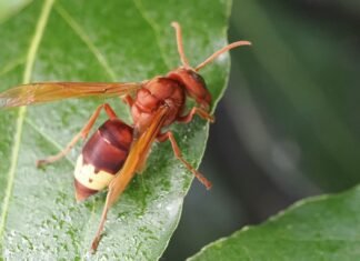 Ecologistas reclaman medidas contra el avispón oriental en Alcalá