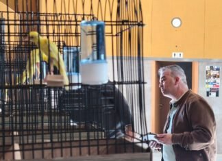 Mas de 2.100 canarios convierten Alcalá este fin de semana en referente en la Ornitólogía