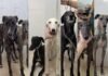 Roban 13 galgos rescatados de la Fundación Menhert en Alcalá
