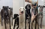 Roban 13 galgos rescatados de la Fundación Menhert en Alcalá Roban 13 galgos rescatados de la Fundación Menhert en Alcalá