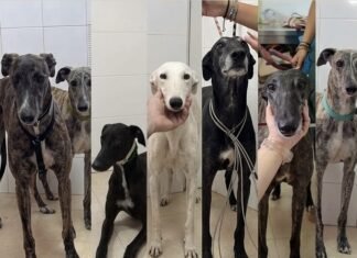 Roban 13 galgos rescatados de la Fundación Menhert en Alcalá